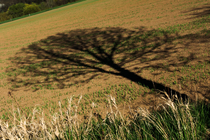 an image of the shadow cast by a tree
